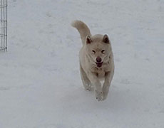 Cuvanje i briga o psima